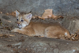 Illustration for article titled ZOMG CANADIAN LYNX TRIPLETS!!! C'EST MIGNON!!!